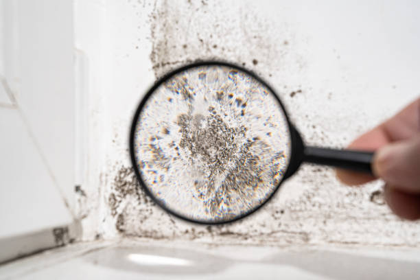 Why You Should Choose Our Mold Remediation Services in Milford Square, PA